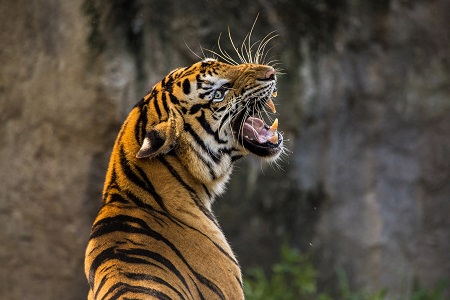 Golden Triangle With Tiger