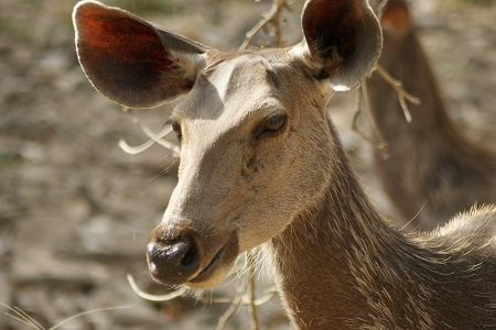 Golden Triangle With Ranthambore